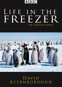 Life in the Freezer Ne Zaman?'