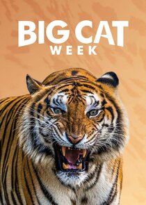 Big Cat Week Ne Zaman?'