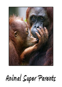 Animal Super Parents Ne Zaman?'