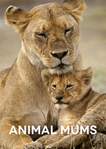 Animal Mums Ne Zaman?'