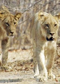 Lion Country: Night and Day Ne Zaman?'